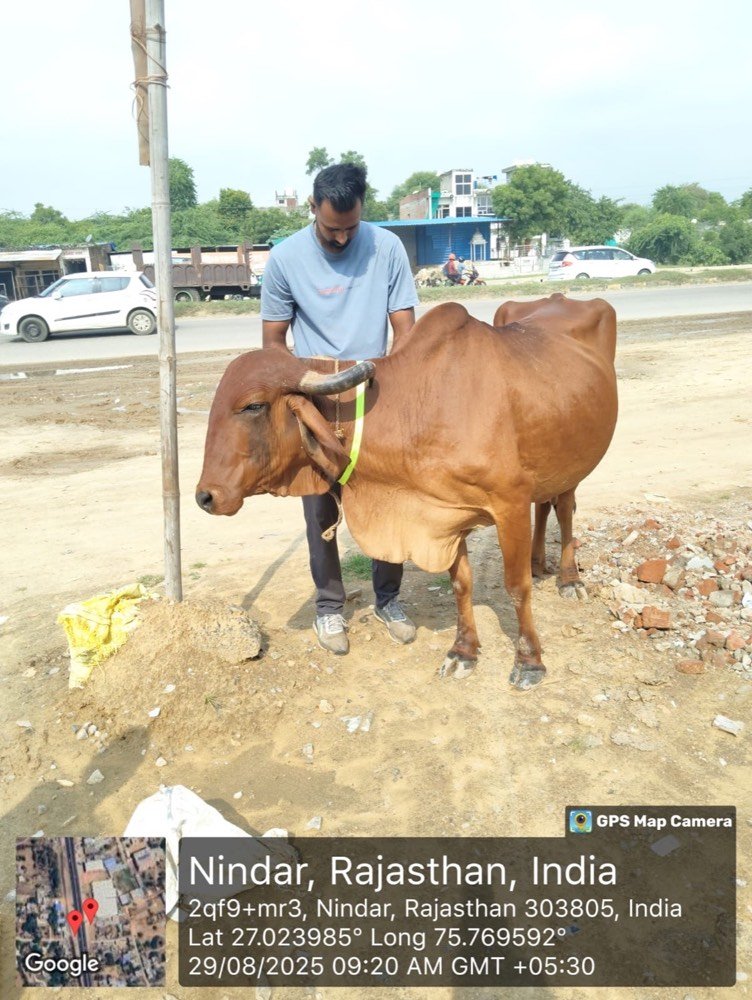 A brown cow wearing a reflective collar beside a road