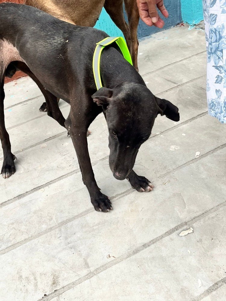 A calf wearing an Eco Reflect collar