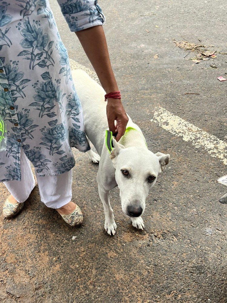 A stray dog wearing an Eco Reflect collar