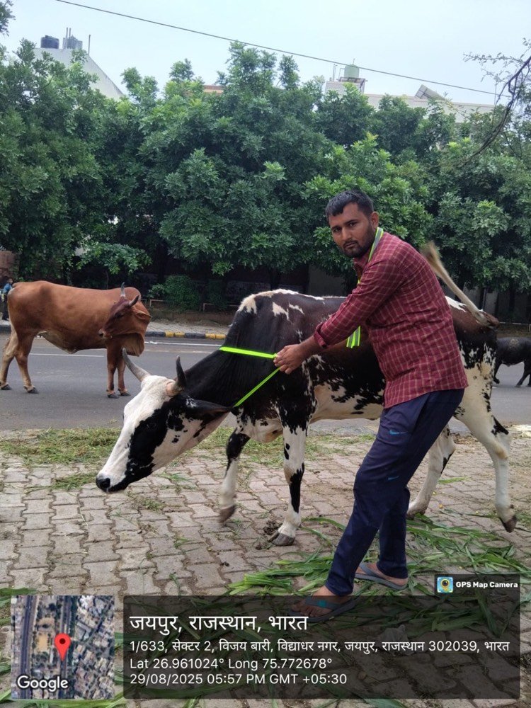 A volunteer fitting a reflective collar onto cattle