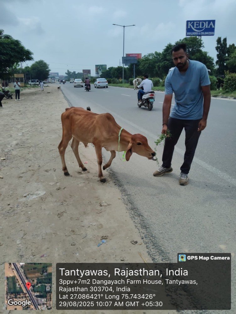 Collared cattle on a highway verge