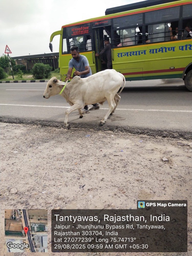 Collared cattle beside traffic on a Jaipur road